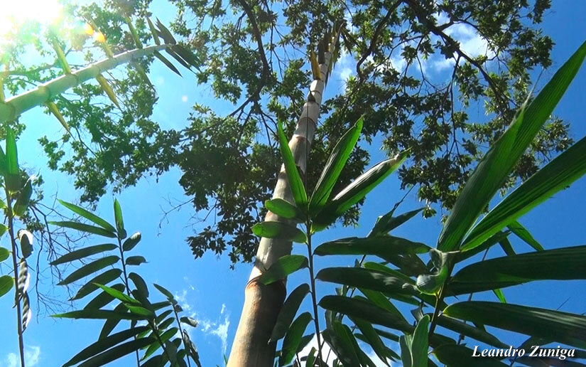 BAMBU2